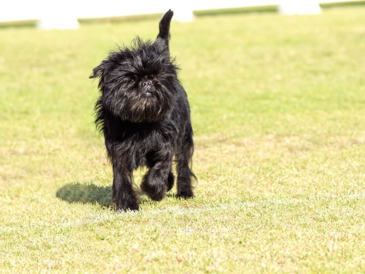 Affenpinscher im Foto