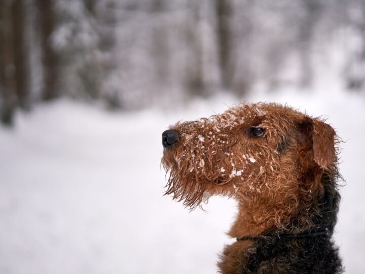 Airedale Terrier im Foto