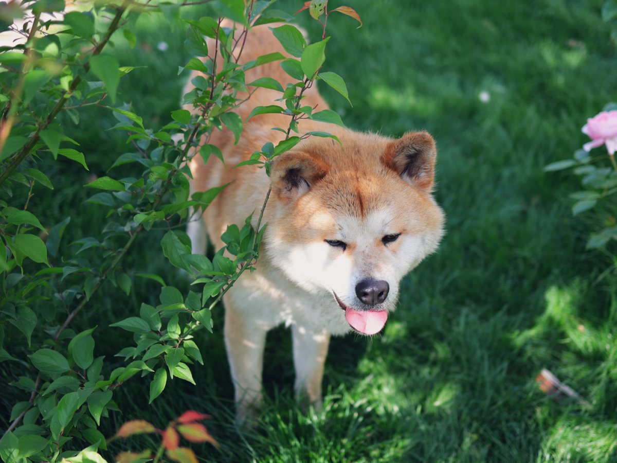 Akita im Foto