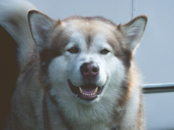 Alaskan Malamute im Foto