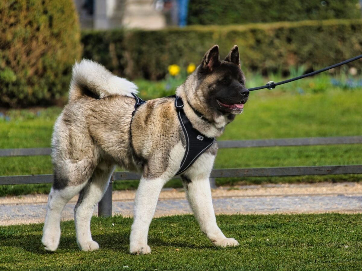 American Akita im Foto