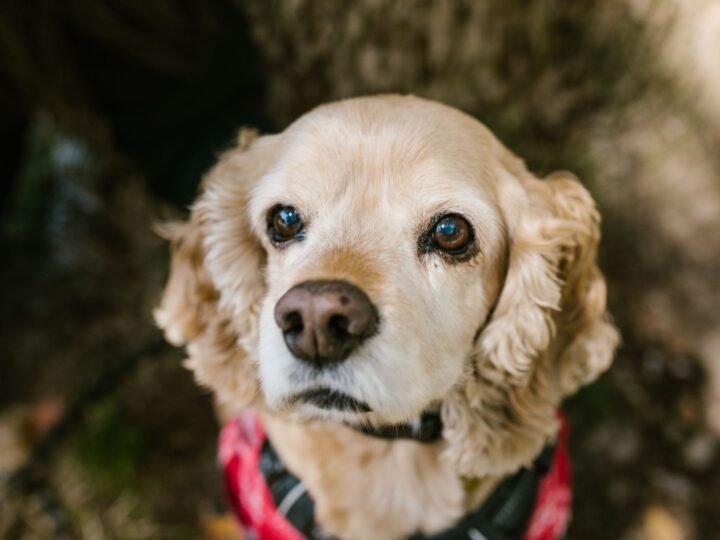 American Cocker Spaniel im Foto