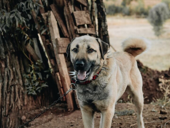 Anatolischer Hirtenhund im Foto