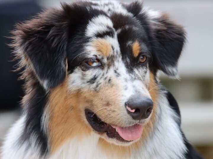 Australian Shepherd im Foto