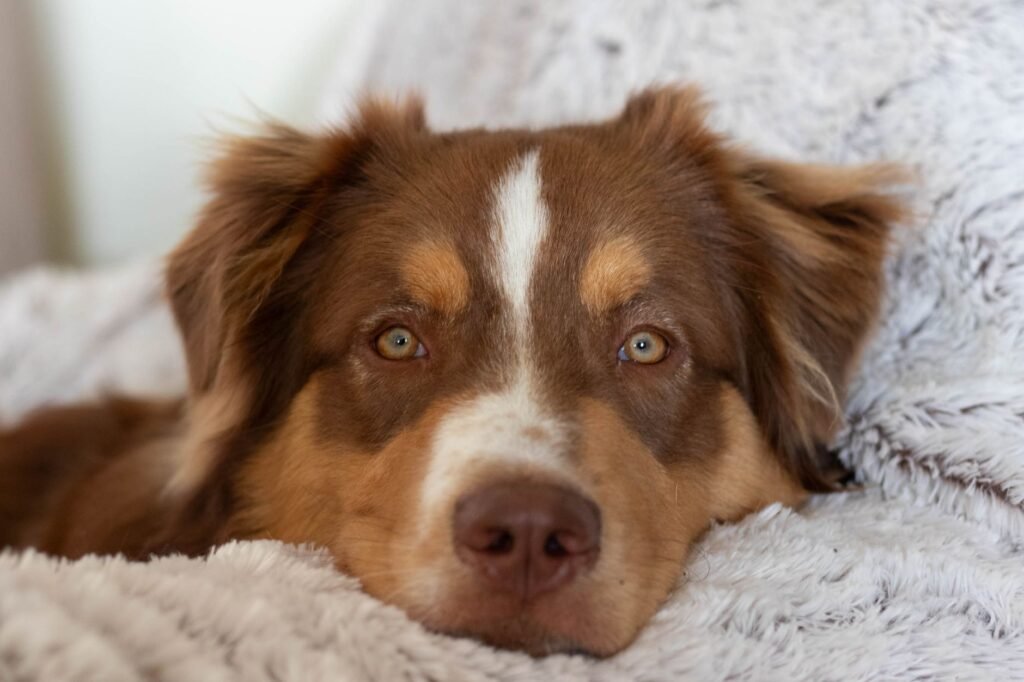 Australian Shepherd im Foto