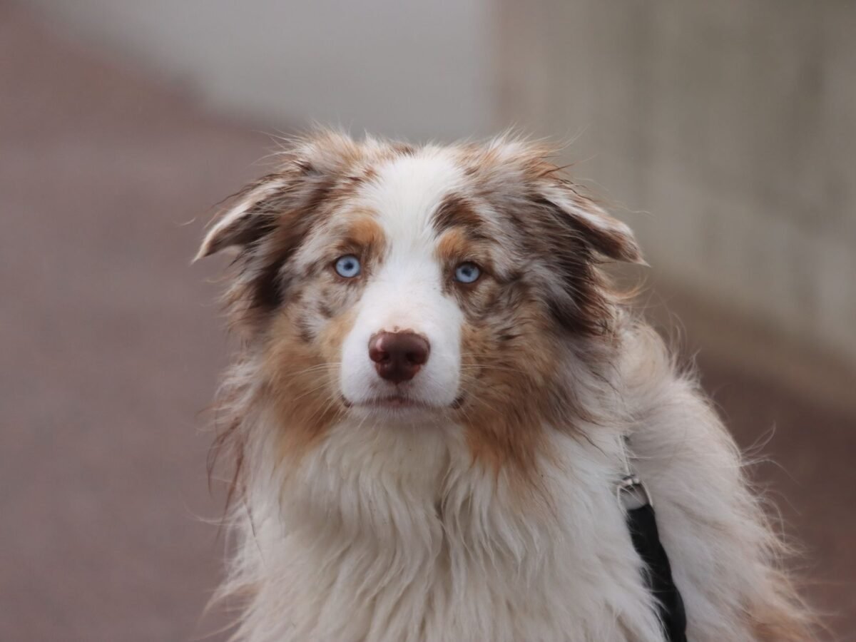 Australian Shepherd im Foto