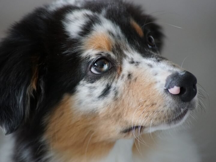 Australian Shepherd im Foto