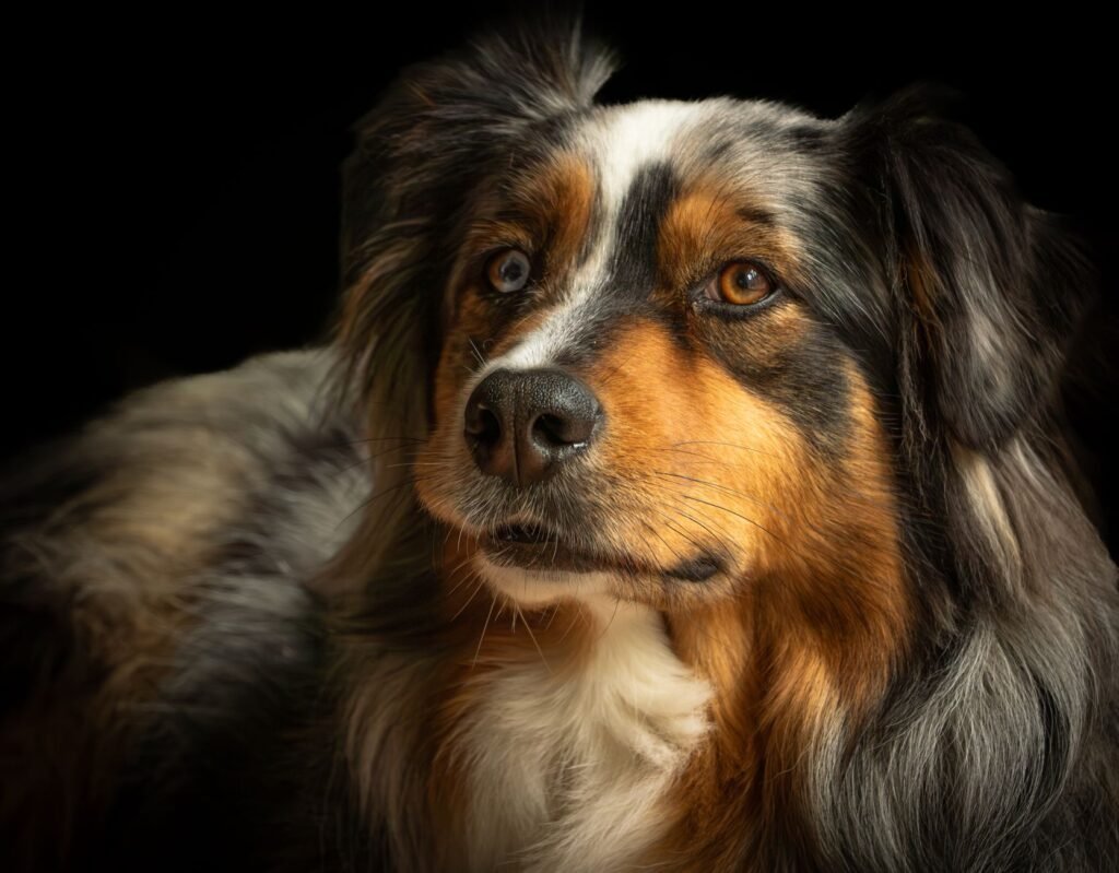 Australian Shepherd im Foto