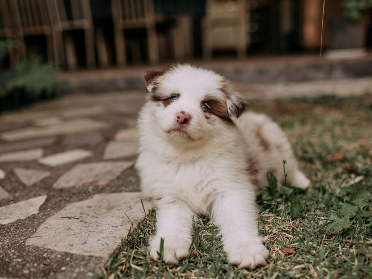 Australian Shepherd im Foto