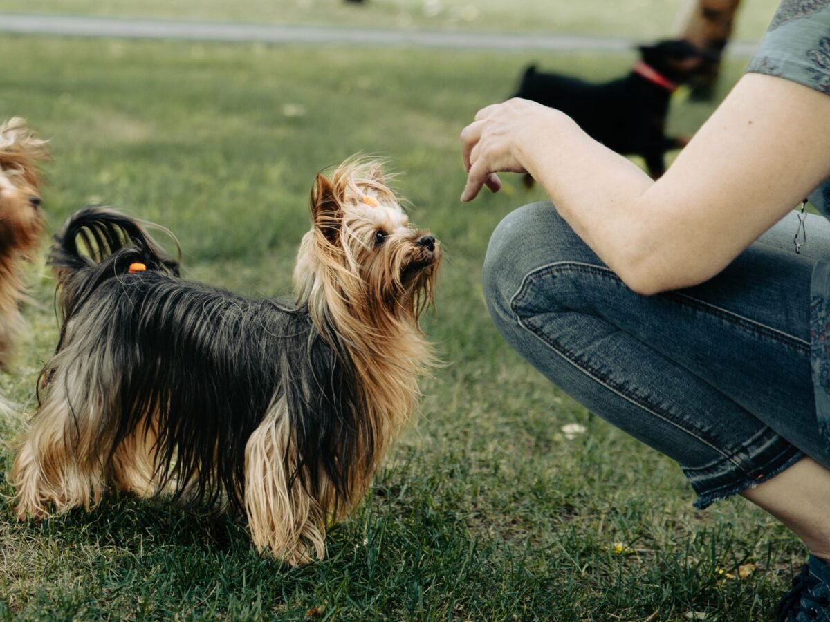 Australian Silky Terrier im Foto