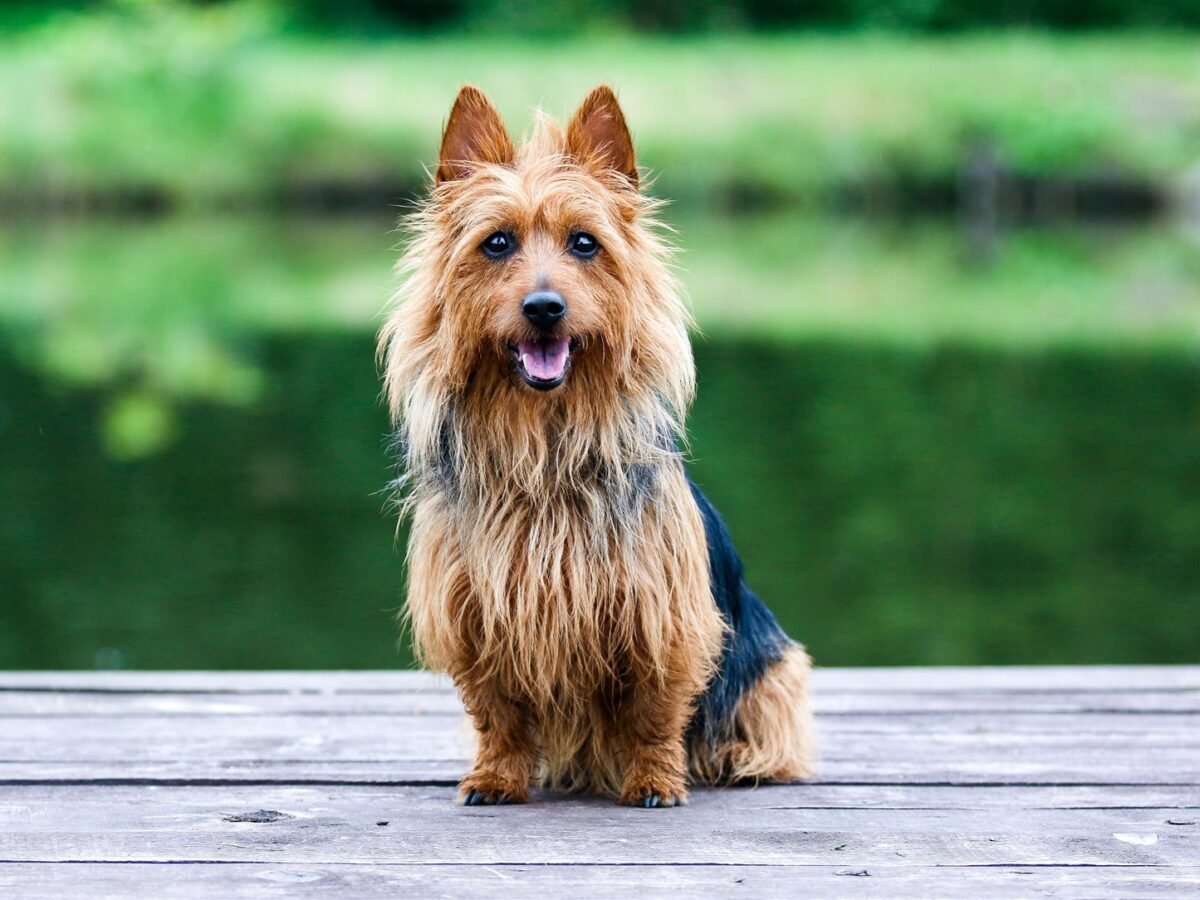 Australian Terrier im Foto
