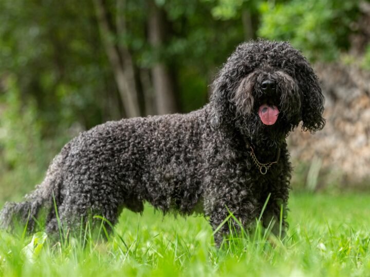 Barbet im Foto
