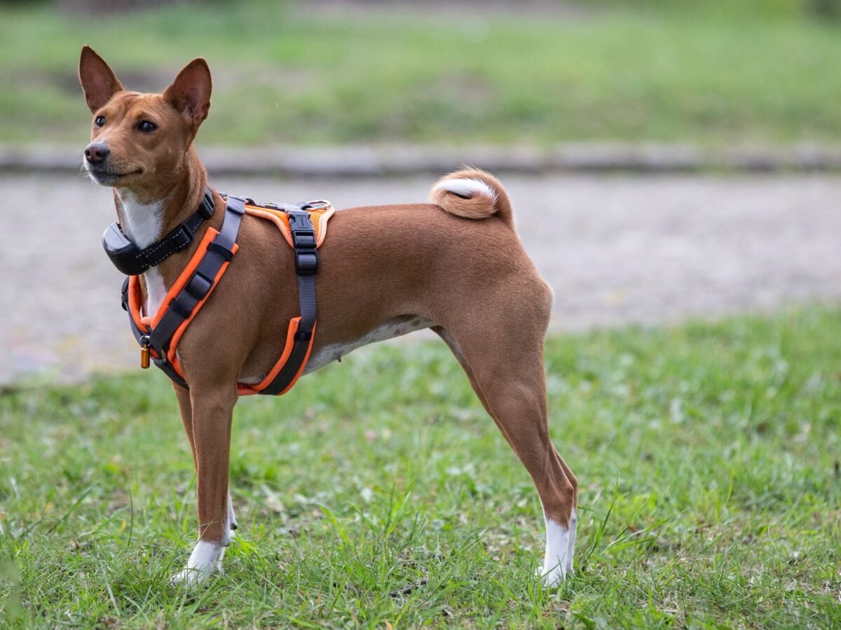 Basenji im Foto