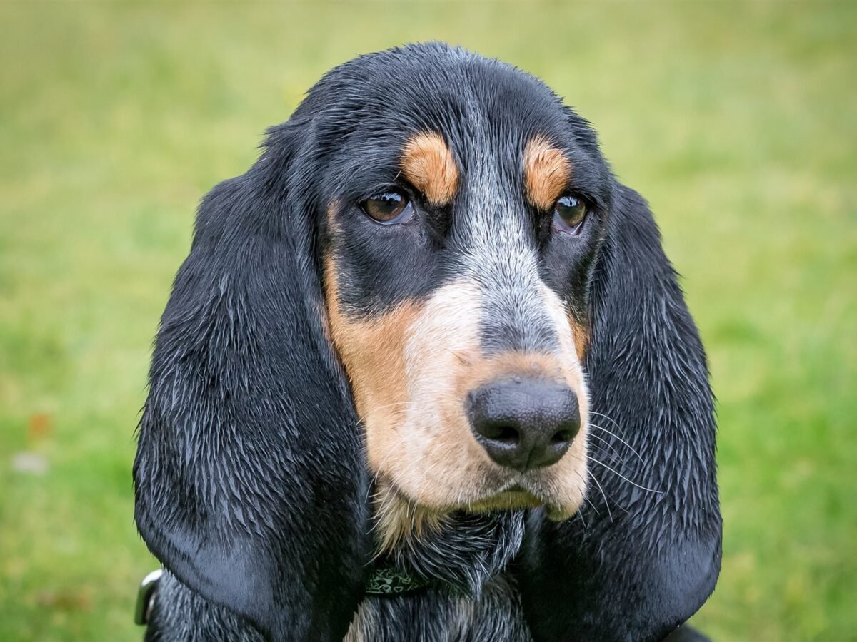Basset Bleu de Gascogne im Foto