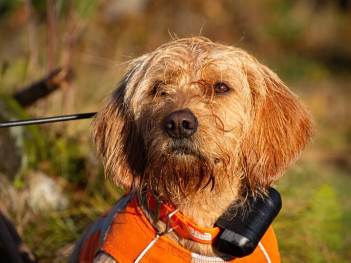 Basset Fauve de Bretagne im Foto