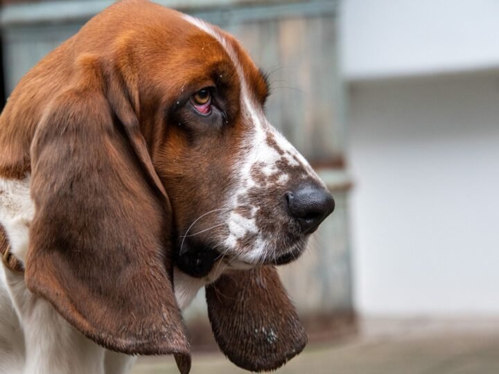 Basset Hound im Foto