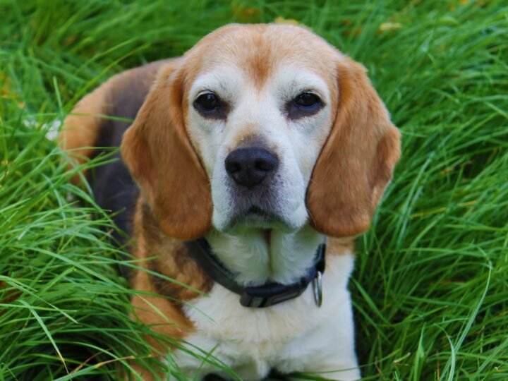 Beagle im Foto