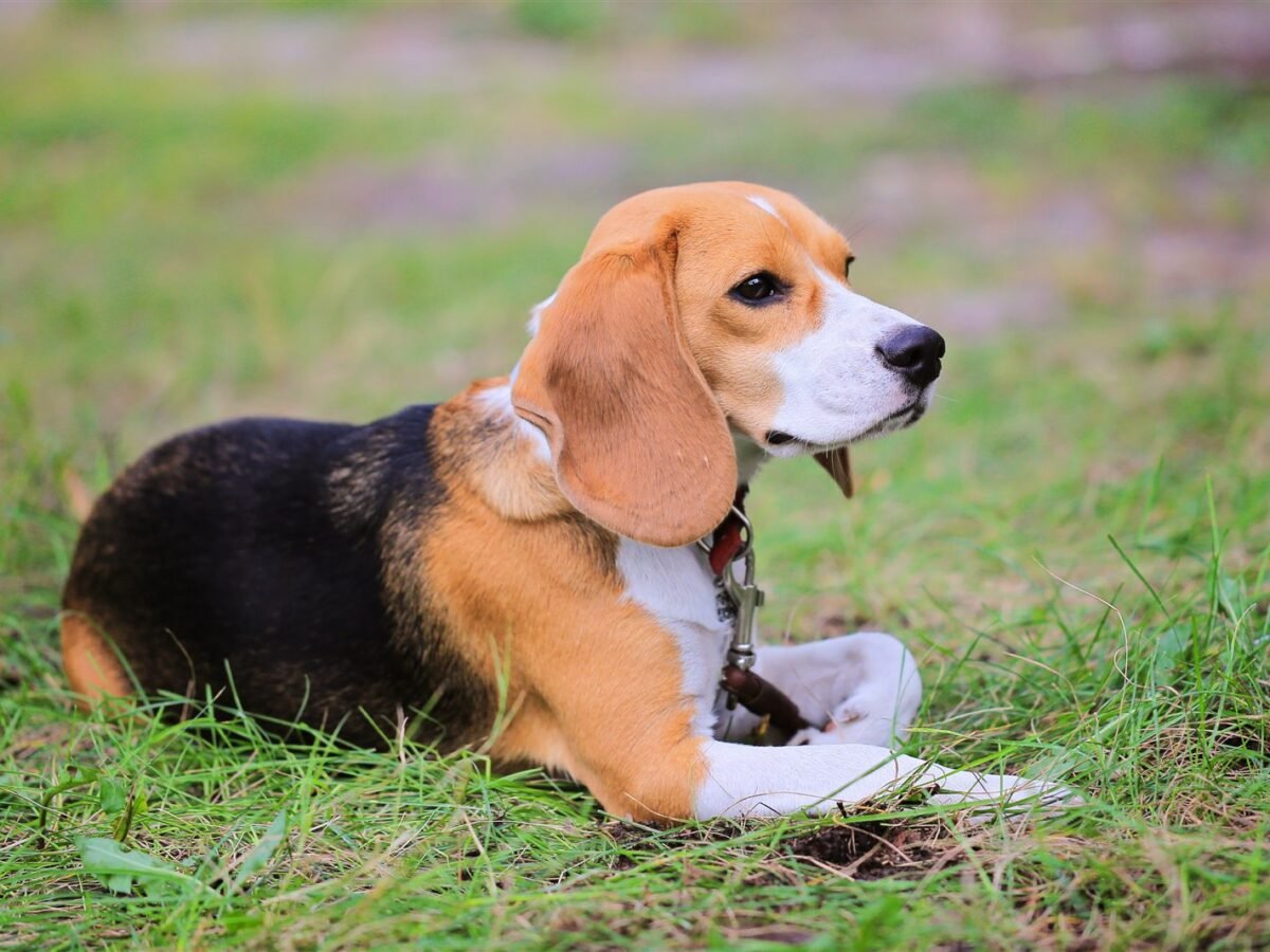 Beagle-Harrier im Foto