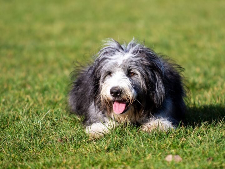 Bearded Collie im Foto