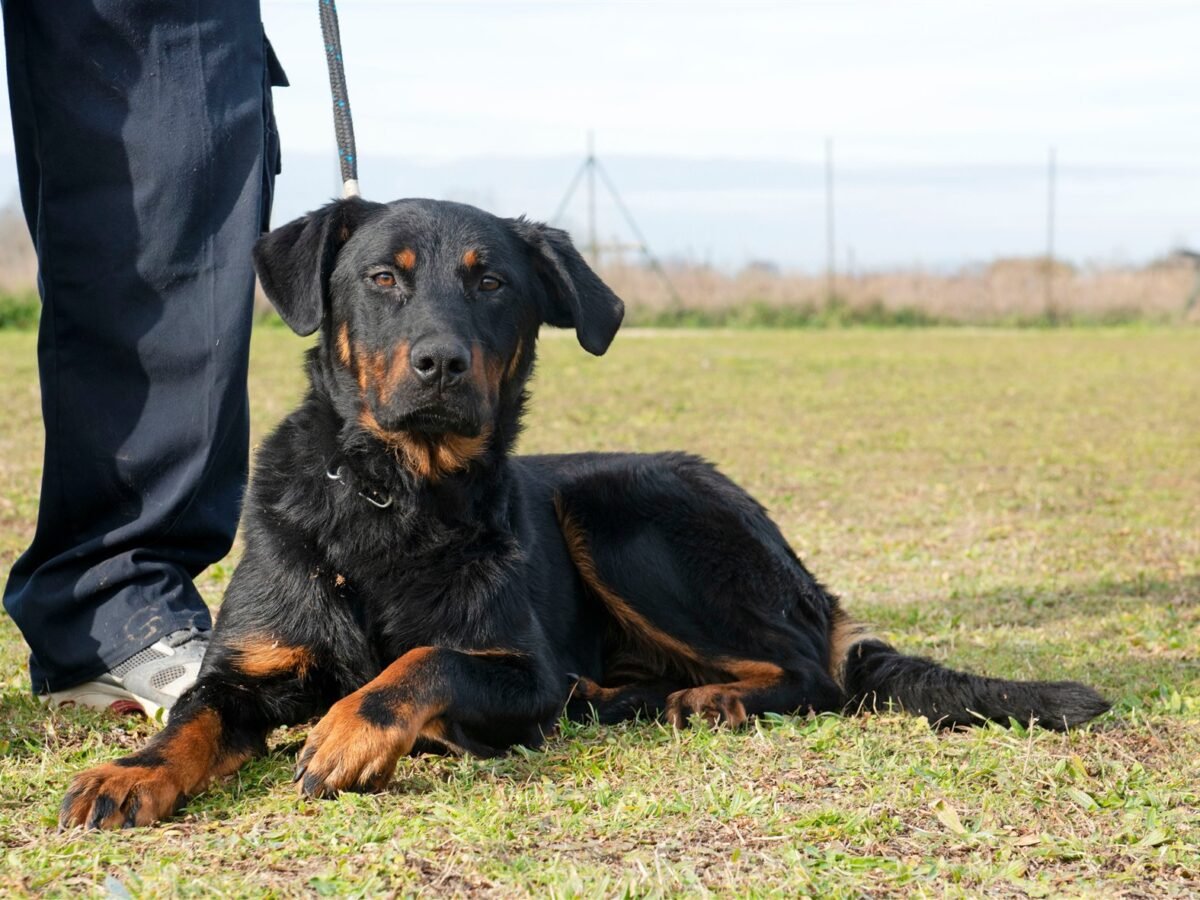 Beauceron im Foto
