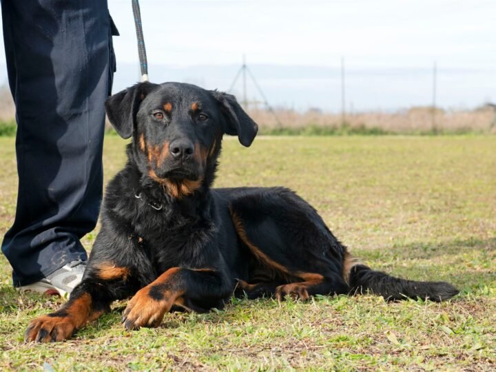 Beauceron im Foto