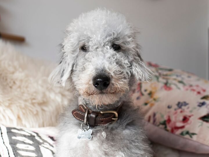 Bedlington Terrier im Foto