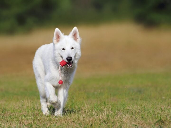 Berger Blanc Suisse im Foto