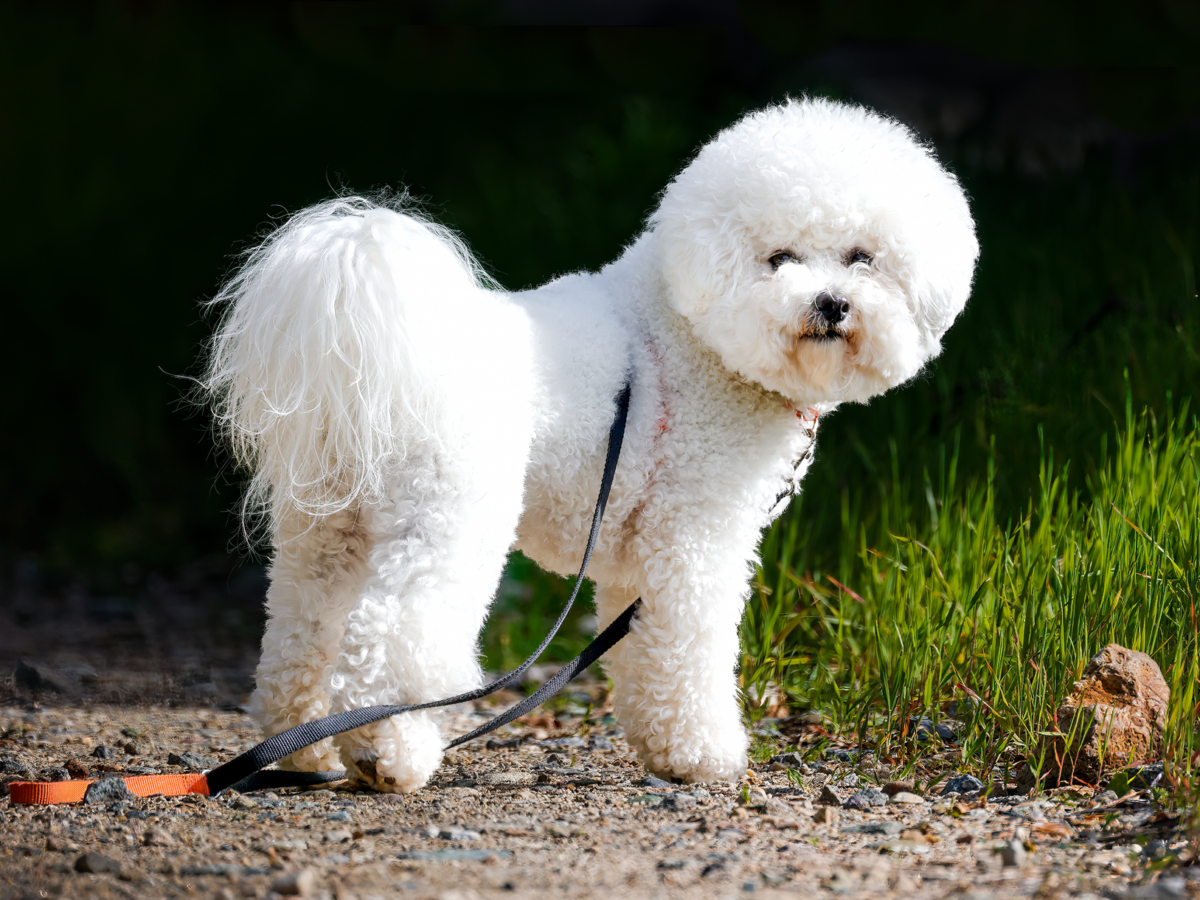 Bichon Frisé im Foto