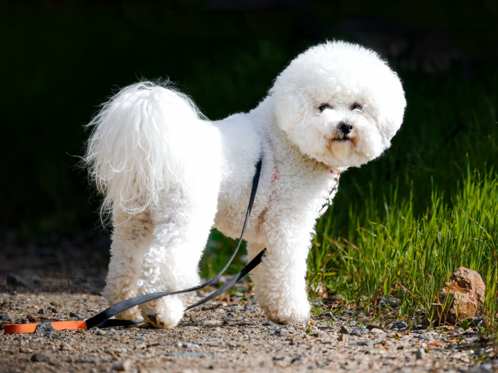 Bichon Frisé im Foto