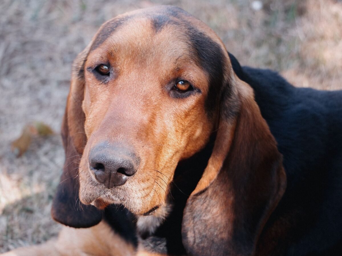 Black and Tan Coonhound im Foto