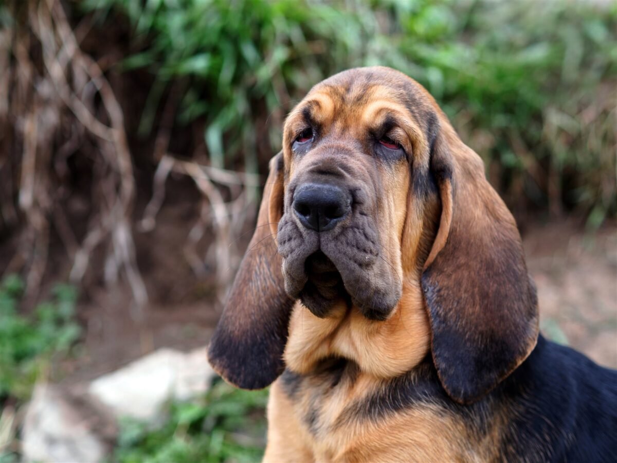 Bloodhound im Foto