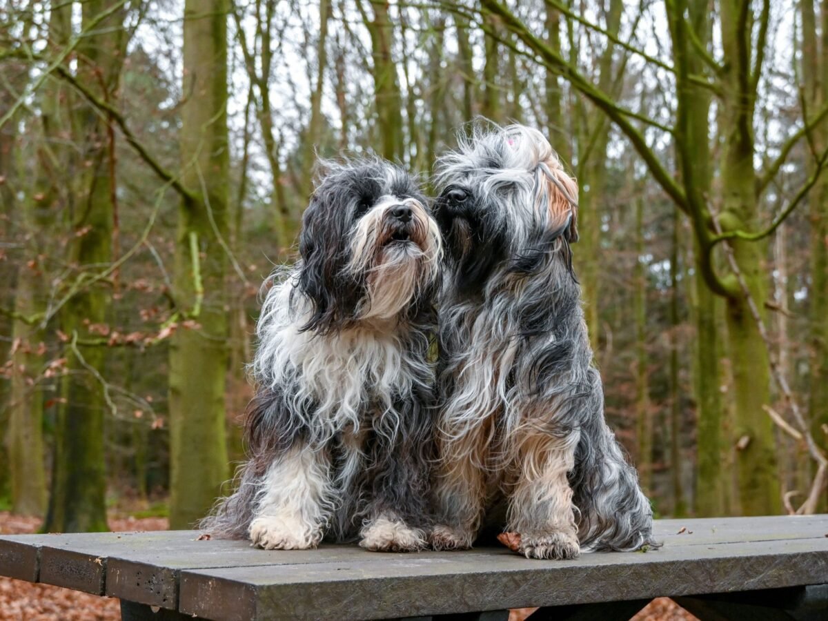 Bologneser im Foto