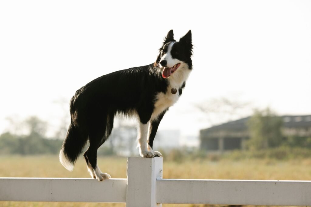 Border Collie im Foto