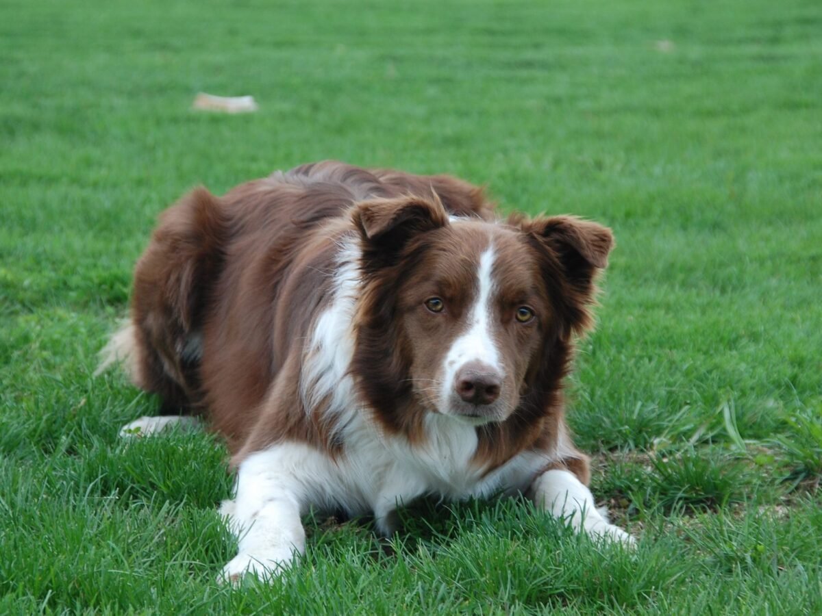 Border Collie im Foto