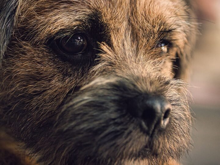 Border Terrier im Foto