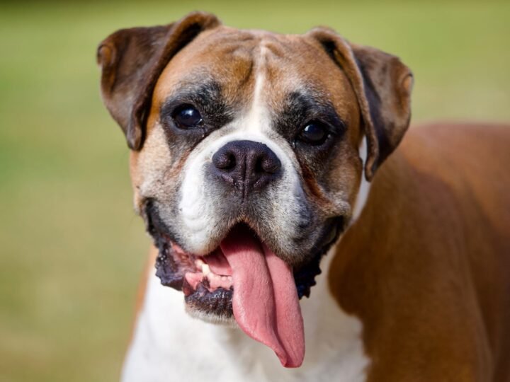 Boxer im Foto