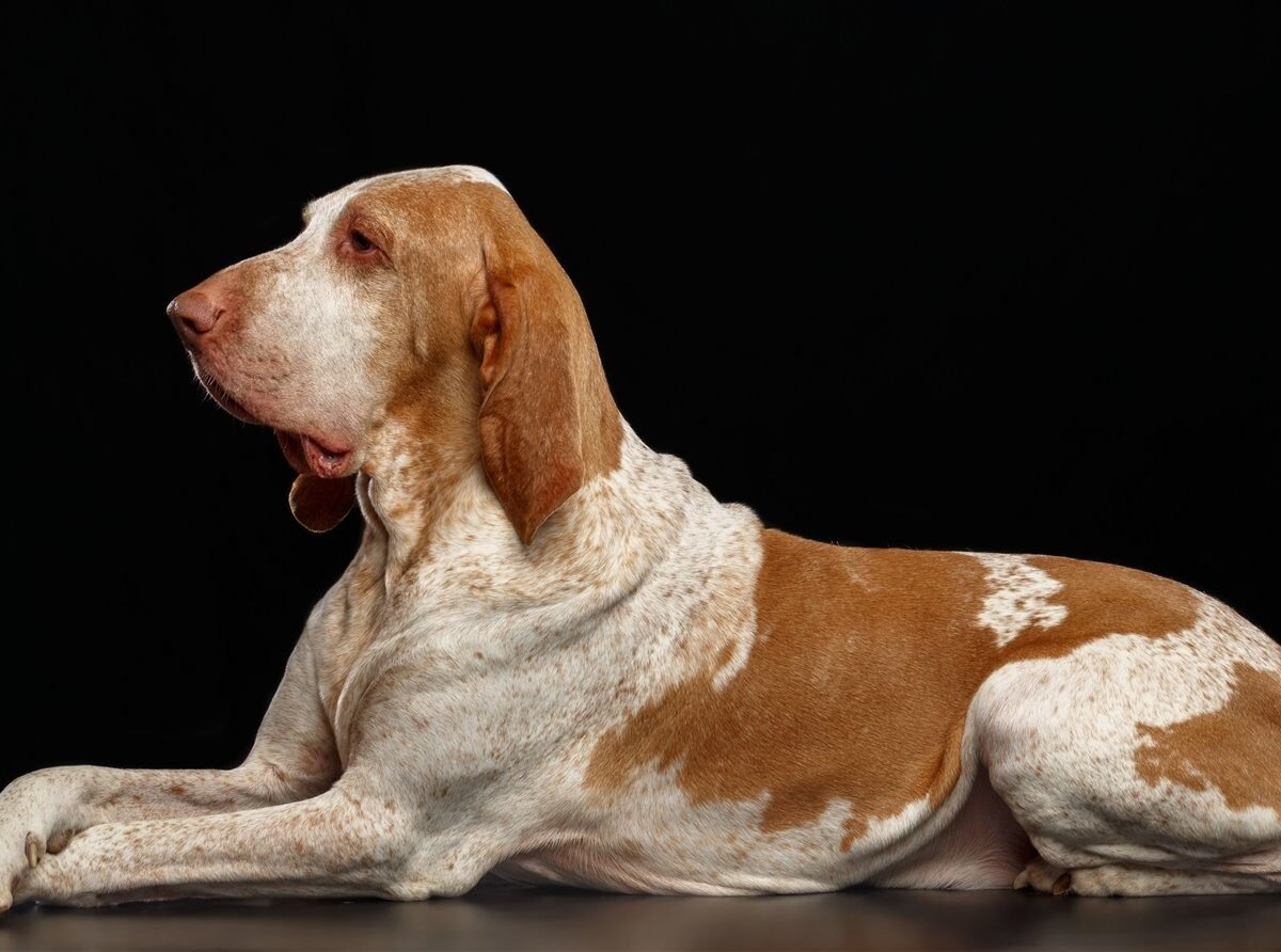 Bracco Italiano im Foto