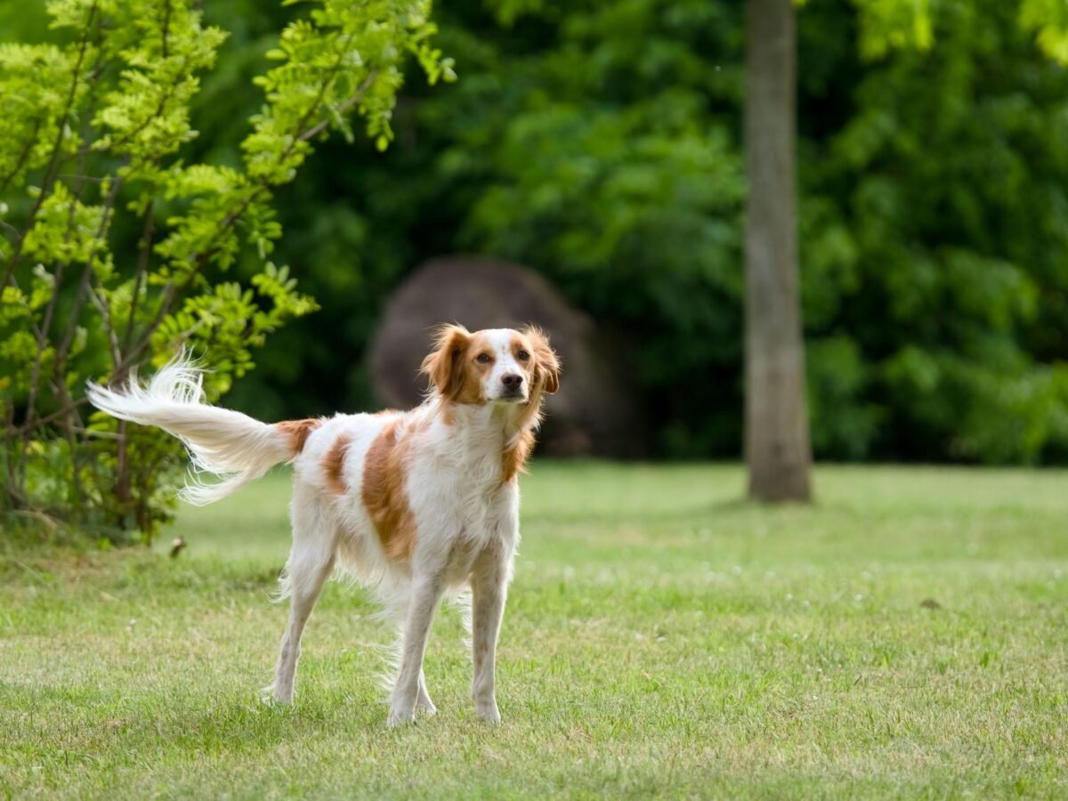 Bretonischer Spaniel im Foto
