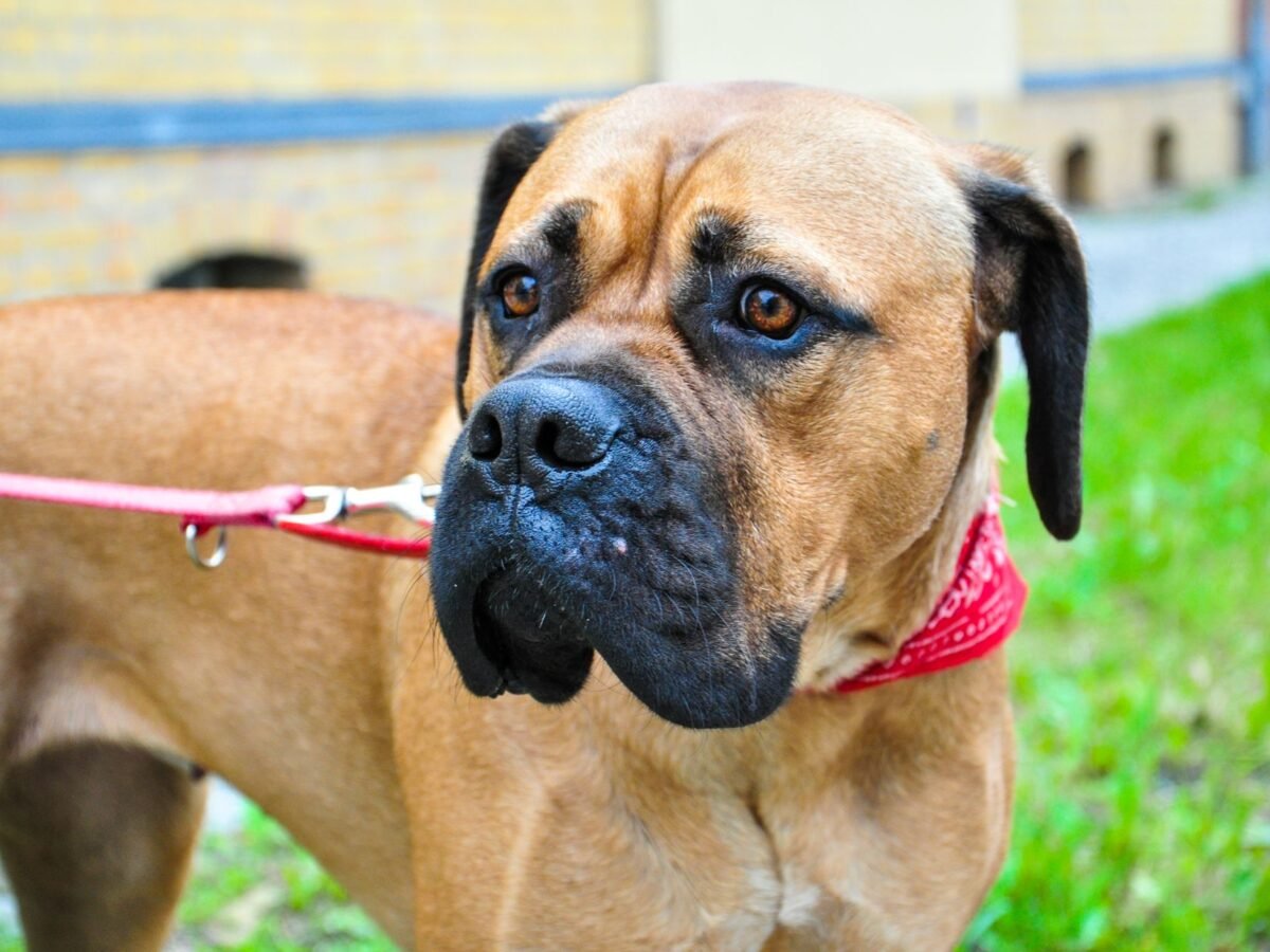 Bullmastiff im Foto