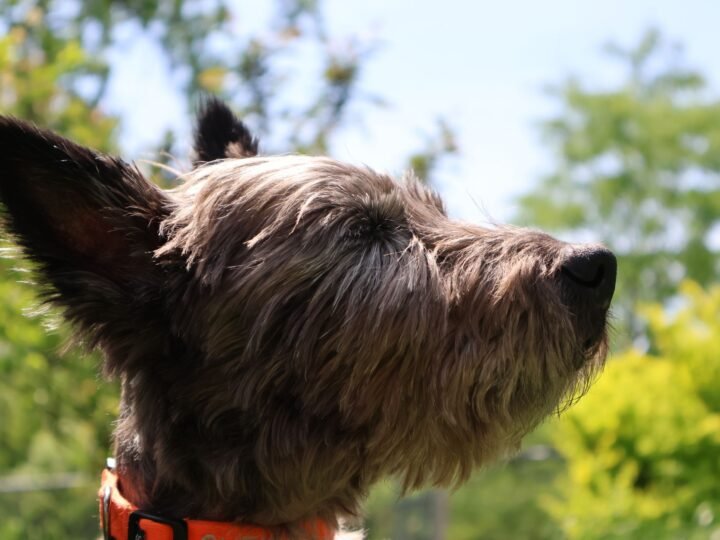 Cairn Terrier im Foto
