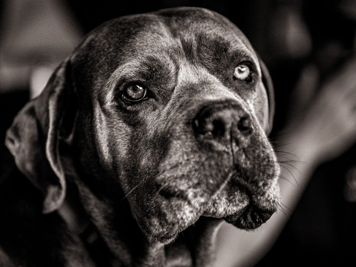 Cane Corso im Foto