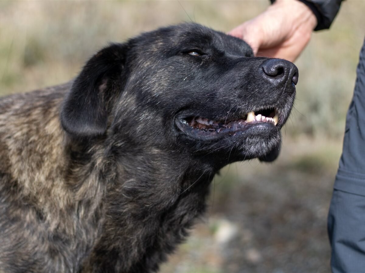 Cão da Serra da Estrela im Foto