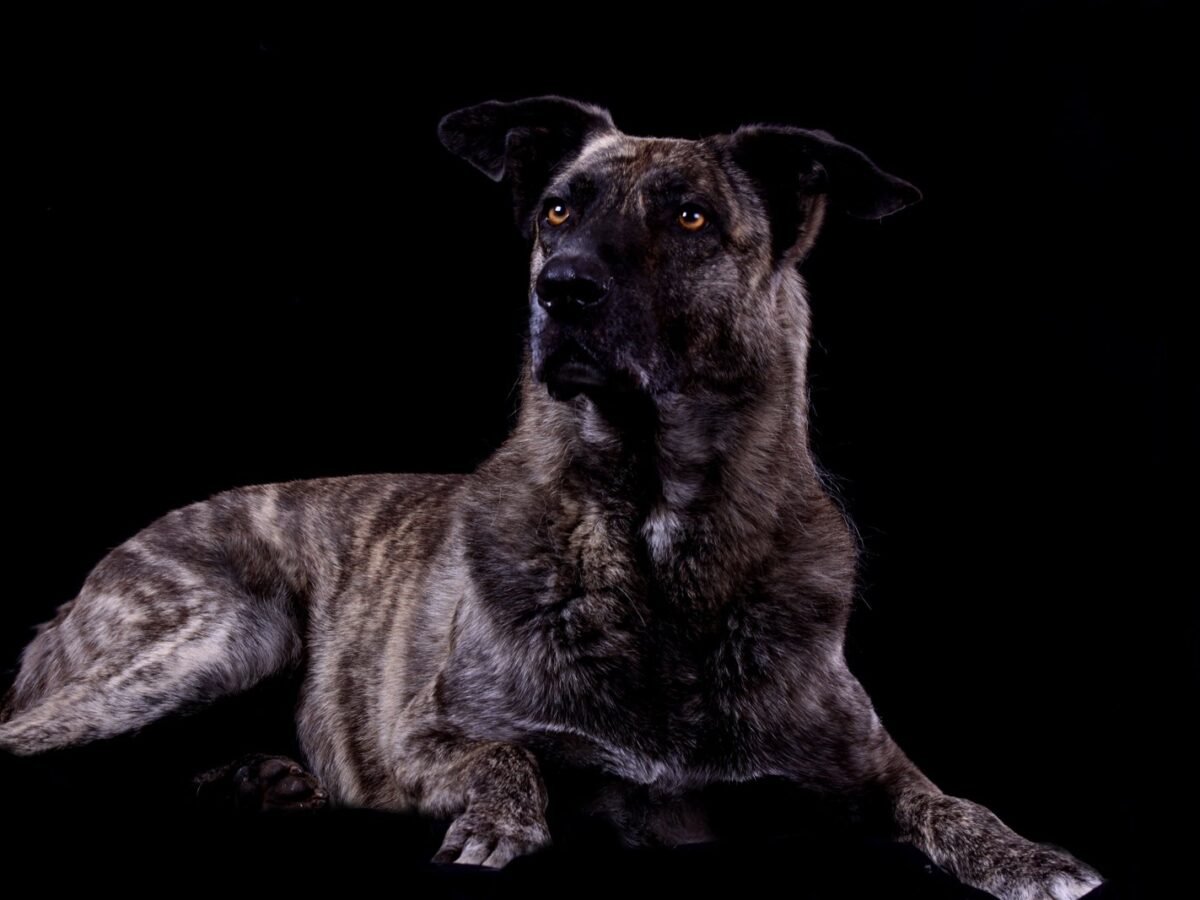 Cão de Castro Laboreiro im Foto