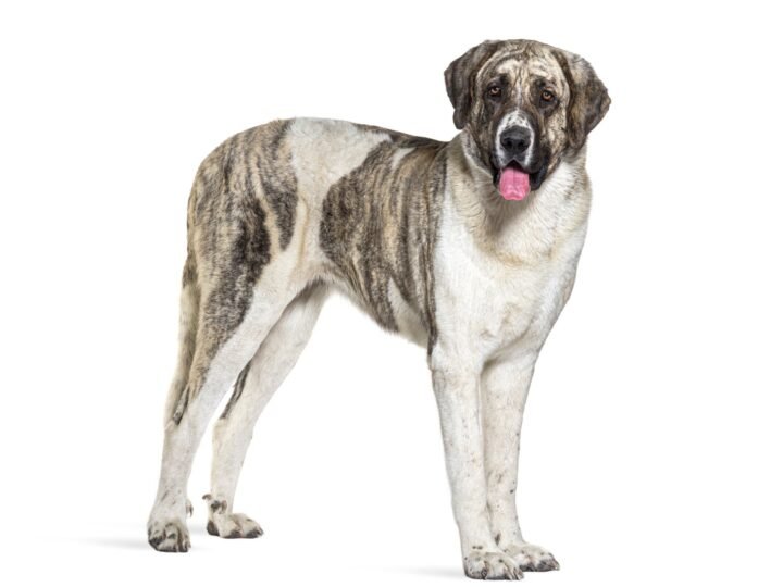 Cão de Gado Transmontano im Foto