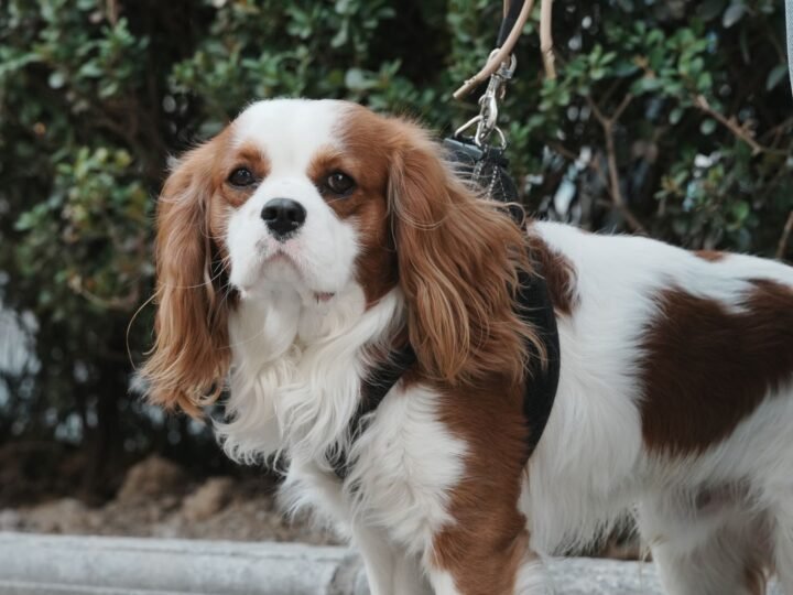 Cavalier King Charles Spaniel im Foto