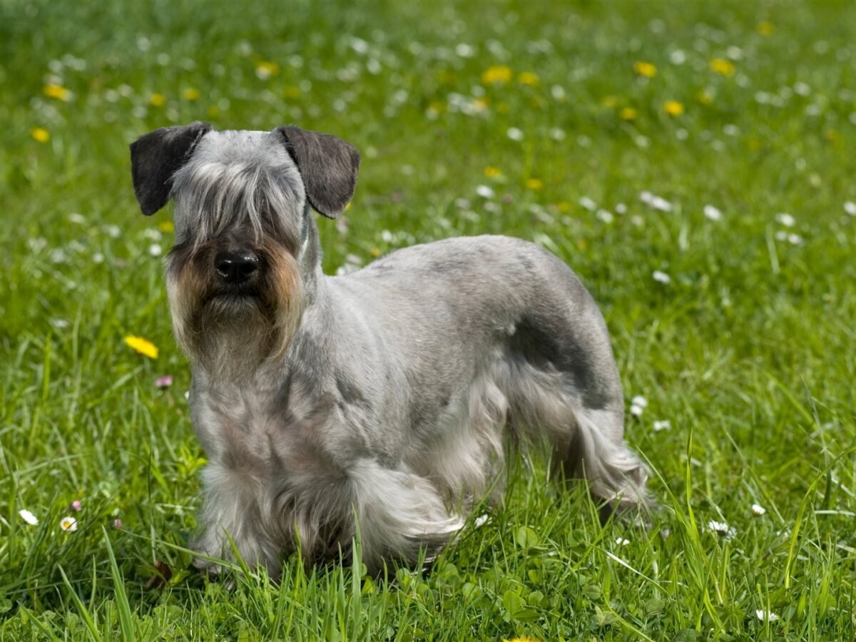 Cesky Terrier im Foto