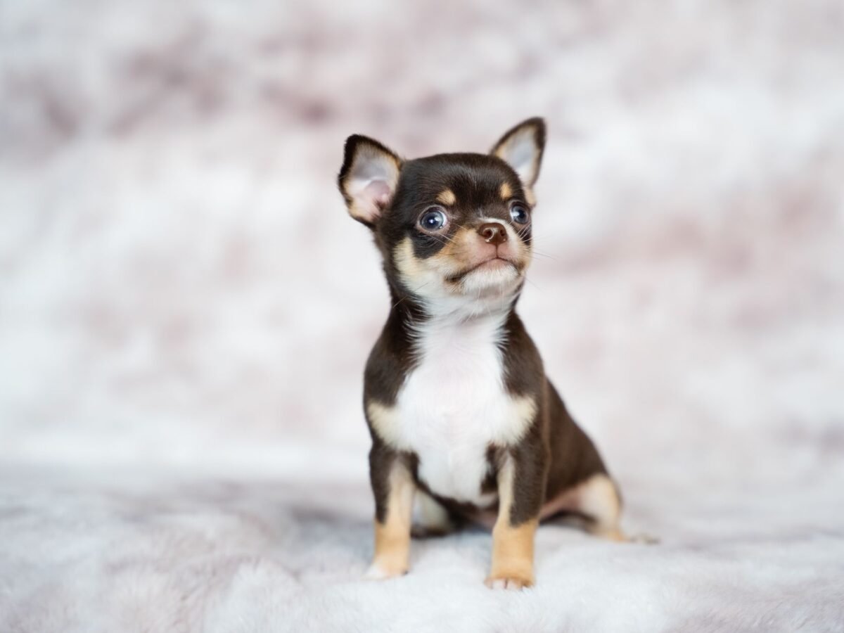 Chihuahua im Foto