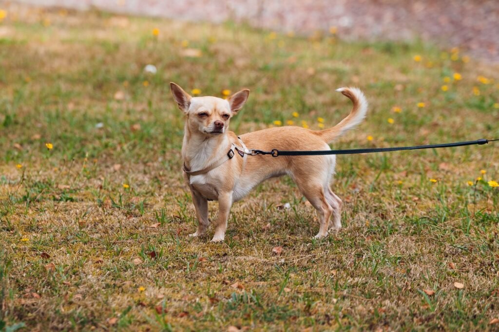 Chihuahua im Foto