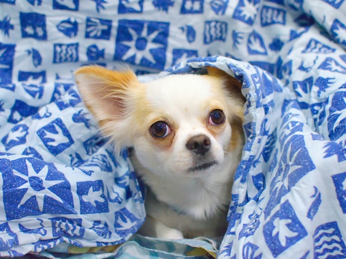 Chihuahua im Foto