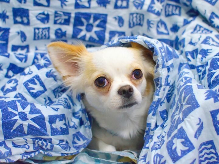Chihuahua im Foto